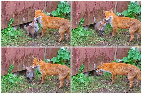 Foxes in the garden 8 April 2024