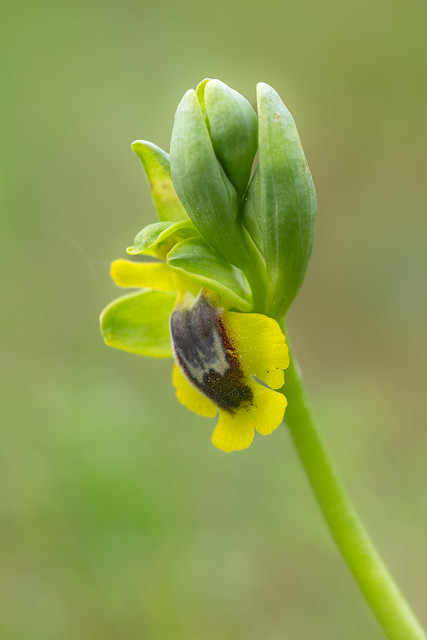 Yellow-bee orchid - Ophrys jaune - Ophrys lutea - Abejera amarilla - Abellera groga