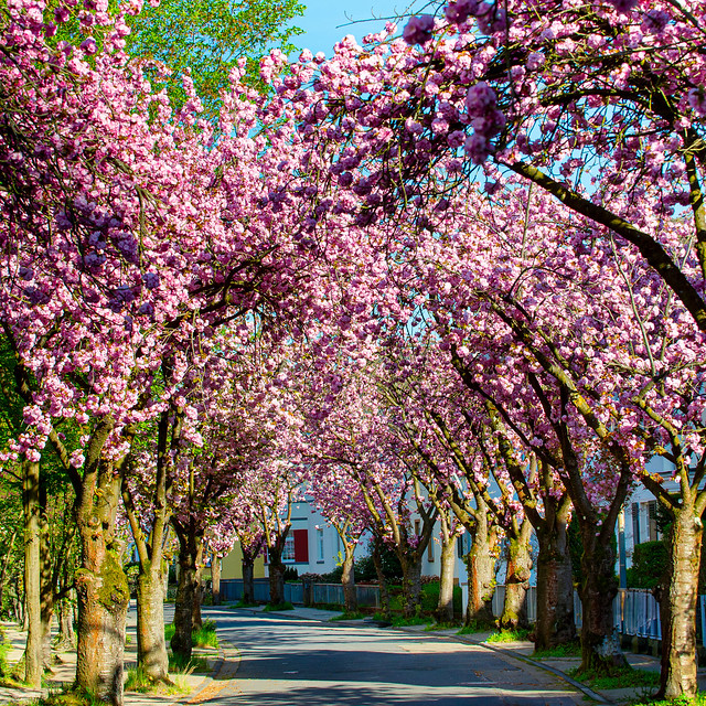 Spring in the avenue