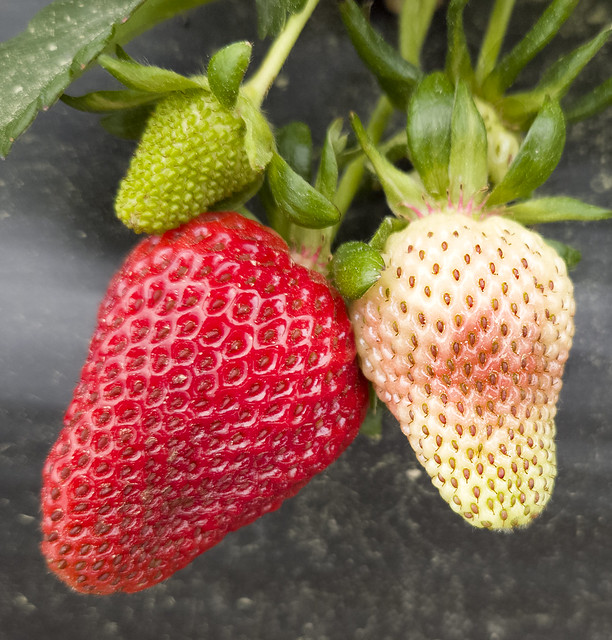 Picking fresh strawberries -  Smithfield  -  Virginia  (cell)
