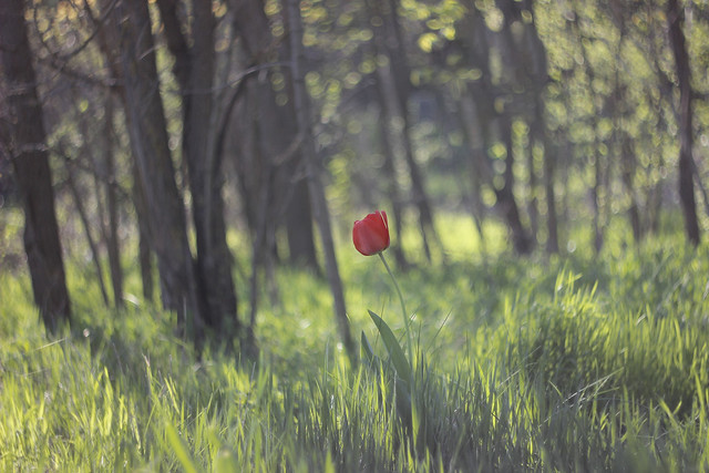 Красный тюльпан в солнечном лесу