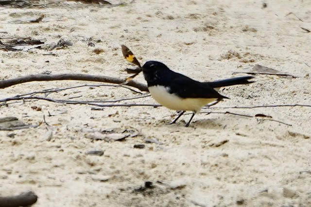 Willie Wagtail eating Swordgrass Brown Butterfly