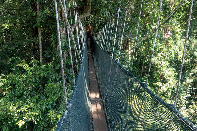 Poring Treetop Canopy Walk