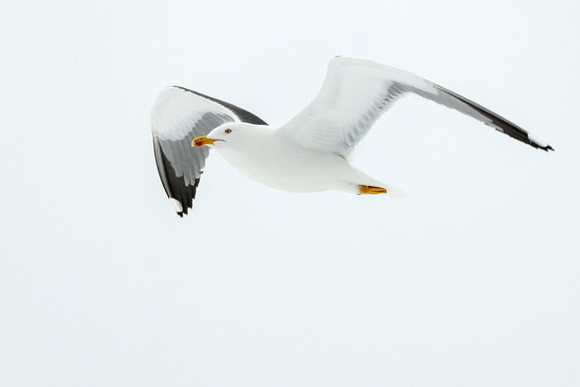 Sildemåke - Larus fuscus - Lesser Black-backed Gull - V13_0991