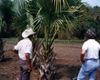 Inspecting palm tree