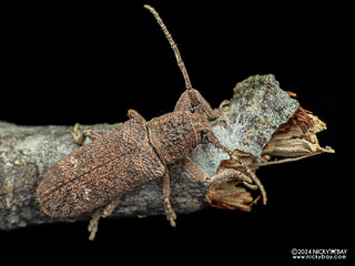 Longhorn beetle (Pteropliini) - P3126472