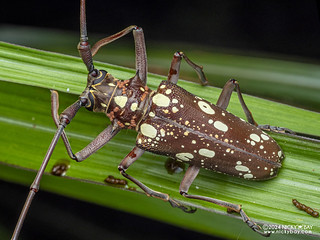 Longhorn beetle (Paraepepeotes gigas) - P3125665