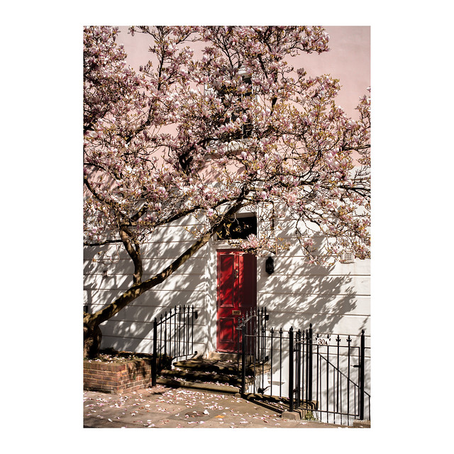 Spring's Palette: Cherry Blossoms in Chelsea
