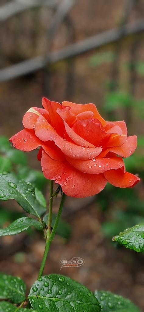 La Reina del Jardin , La Rosa