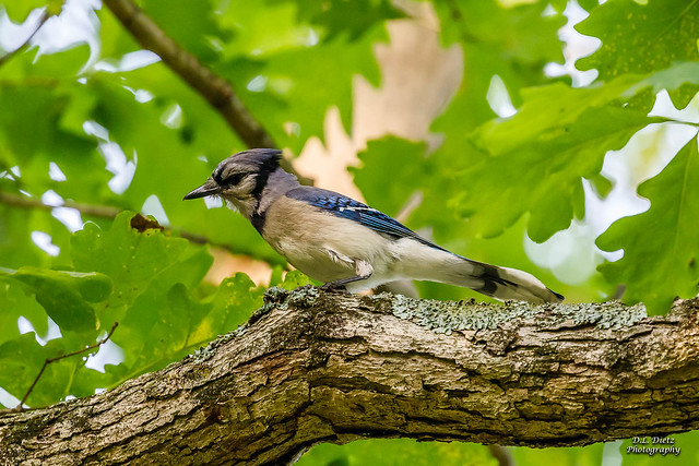 Blue Jay - 2021-07-04