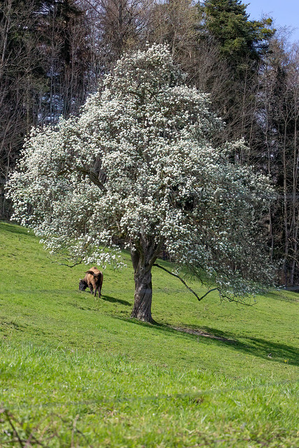 CR3_6542 Wisentbulle unter blühendem Birnbaum
