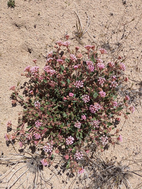 Abronia pogonantha Heimerl Nyctaginaceae-Mojave Sand Verbena 6
