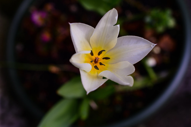 White Star Tulip
