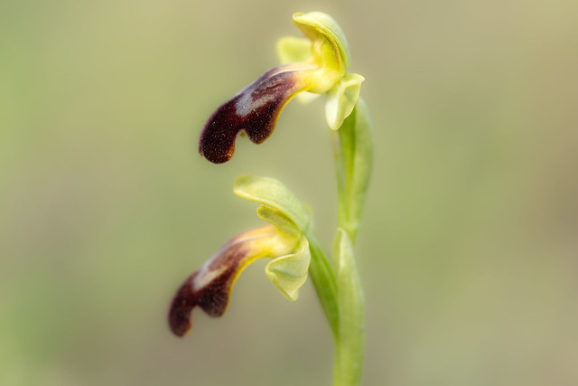 Wild orchid - Ophrys lupercalis