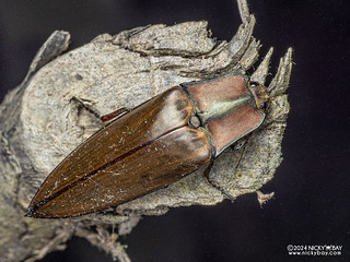 Click beetle (Campsosternus candezei) - P3103643