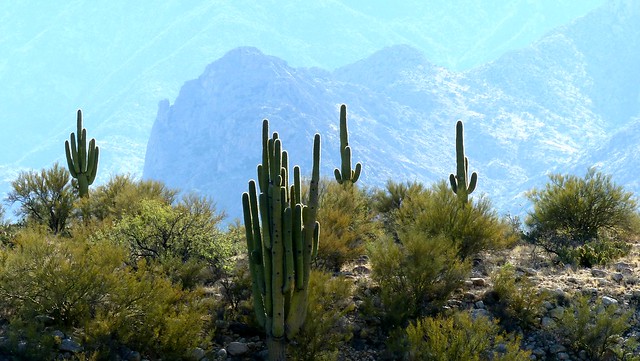 Saguaros standing tall in the morning