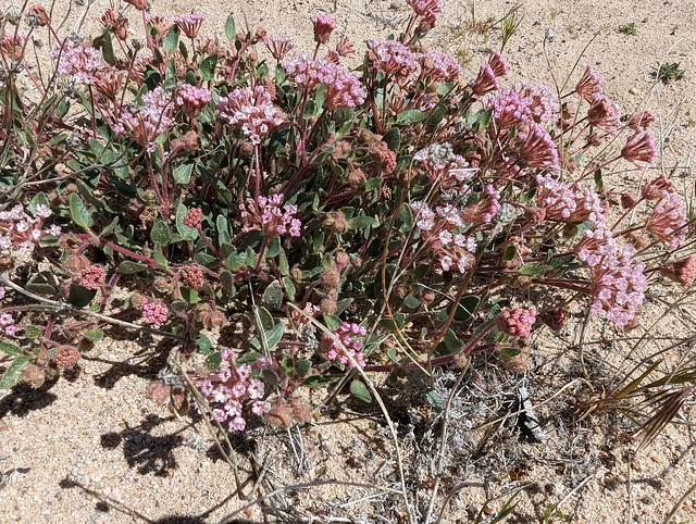 Abronia pogonantha Heimerl Nyctaginaceae-Mojave Sand Verbena 4
