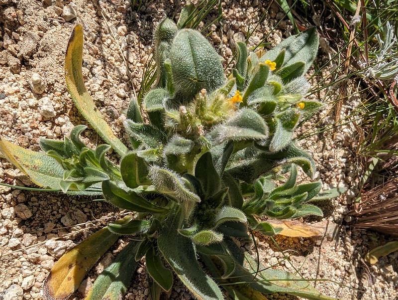 Amsinckia tessellata A.Gray Boraginaceae Cynoglossoideae-Cynoglosseae-bristly fiddleneck, tessellate fiddleneck, devil's lettuce 2