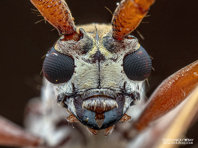 Longhorn beetle (Olenecamptus bilobus) - P3127213b