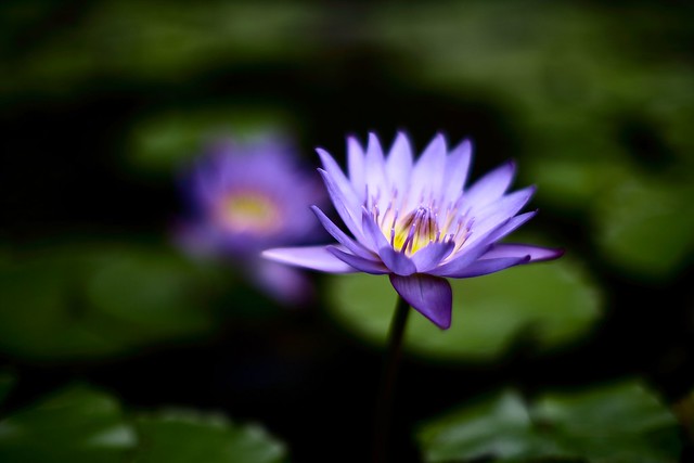 紫蓮 / Purple Water Lily