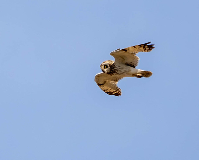Short-eared owl at Montrose 2