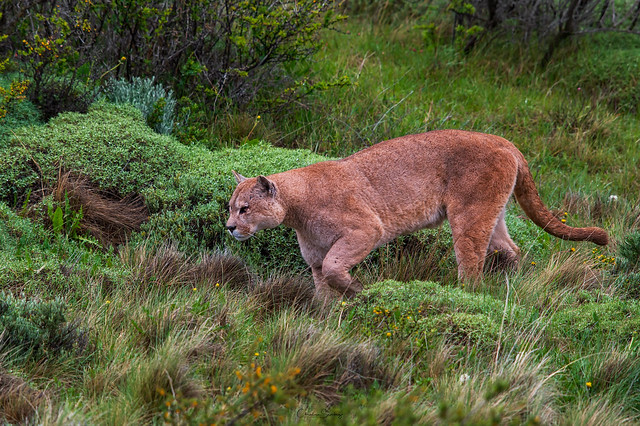 Cougar (Mountain lion)