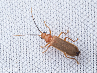 Soldier beetle (Cantharidae) - P3091990