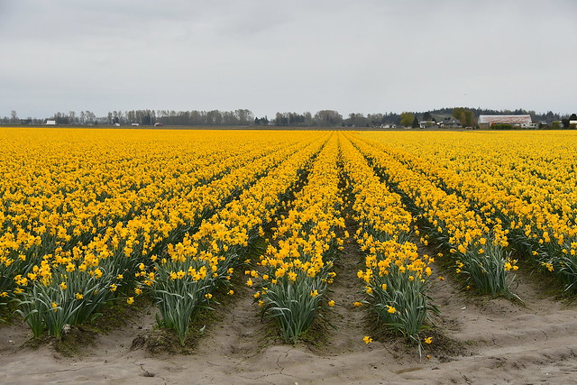 One More Field Of Daffodils