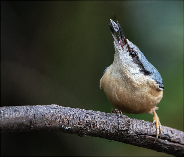 Nuthatch with a sunflower seed 1 4 2024