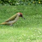Green Woodpecker (male)