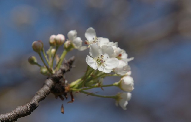 Callery Pear Blossoms