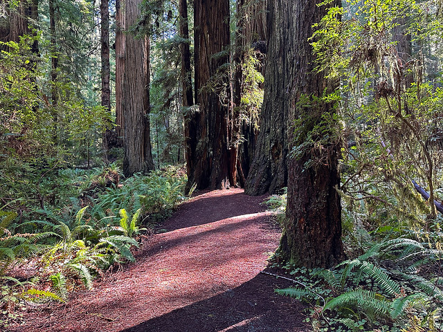Redwoods in CA