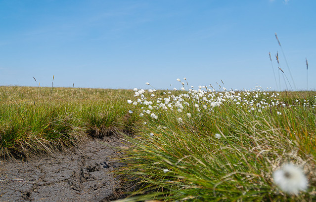 Breezy Hazy Fell Side Cotton Grass. Braintree. The Lake District. Cumbria. 12/06/2023.
