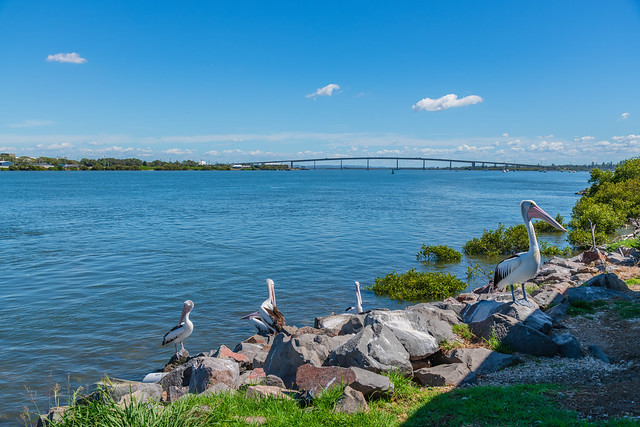 Pelicans and the Stockton Bridge over the North Channel Hunter River