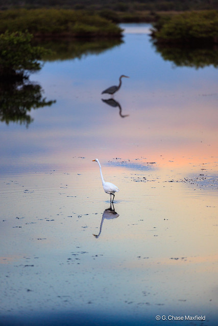 A great egret near sunset at Black Point Wildlife Drive, Cape Canaveral