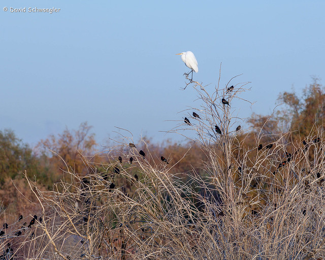 Cattle Egret and Roosting Red-winged Blackbirds