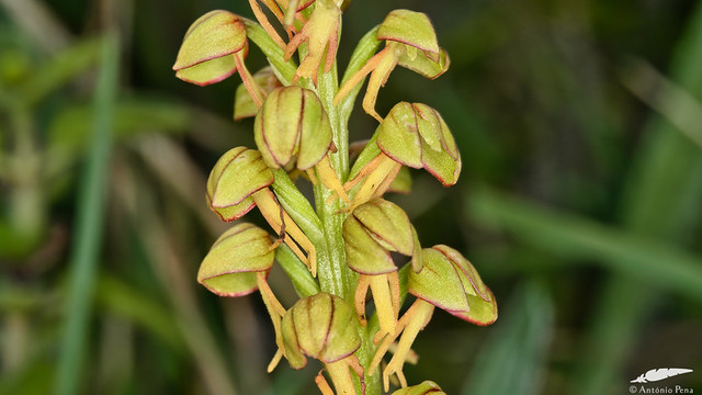 Man orchid - Erva-do-homem-enforcado