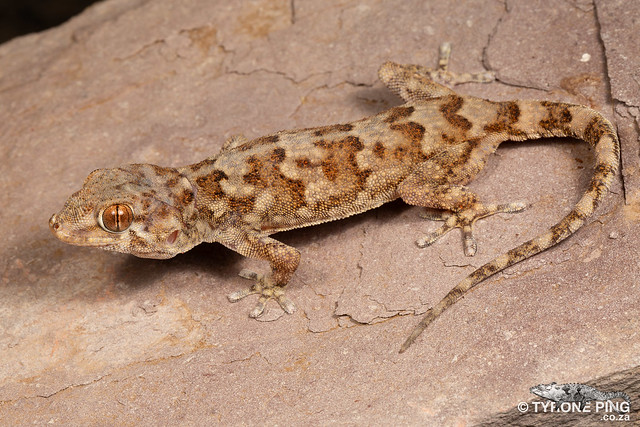 Pachydactylus haackei - Haacks’ Gecko