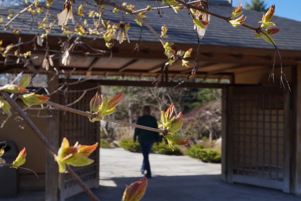 Newest leaves make their 2024 debut in the Japanese Garden