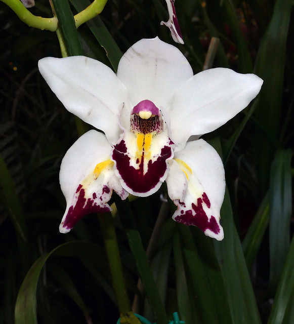 Cymbidium Fan Freak peloric hybrid orchid