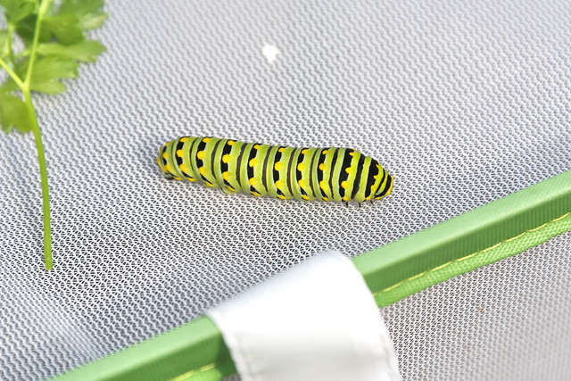 2021 Eastern Black Swallowtail Caterpillar (Papilio polyxenes) 42