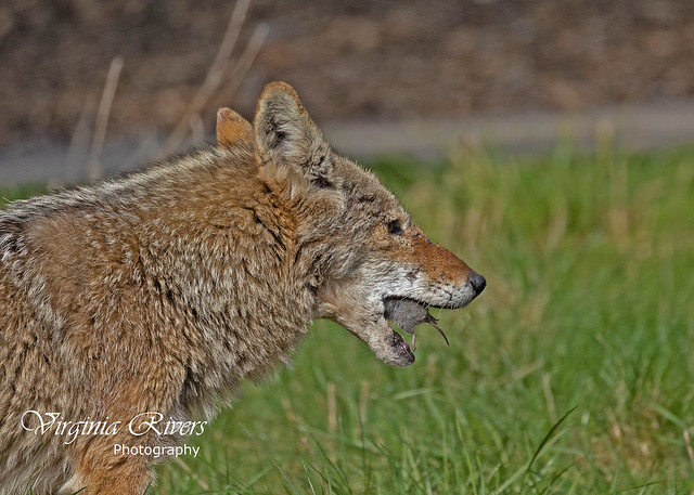 Coyote (Canis latrans) finally getting this little rodent down its throat.