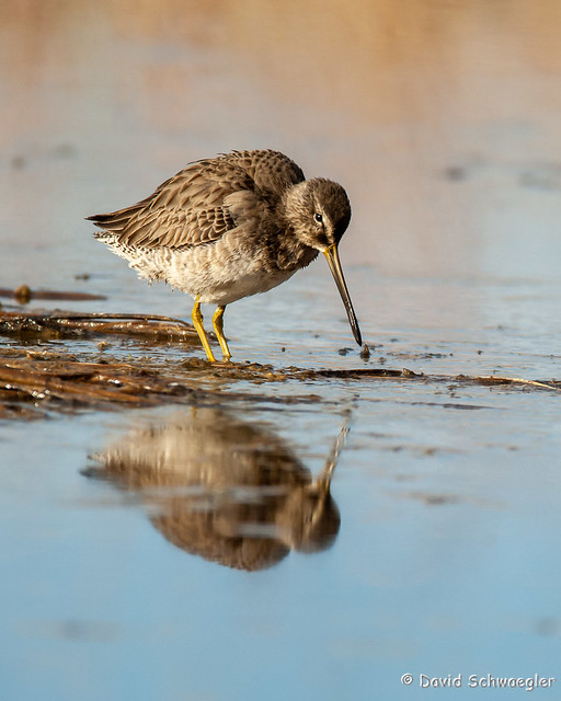 Dowitcher Probing