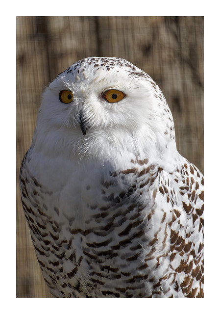 Snowy Owl, Birdland Park & Gardens