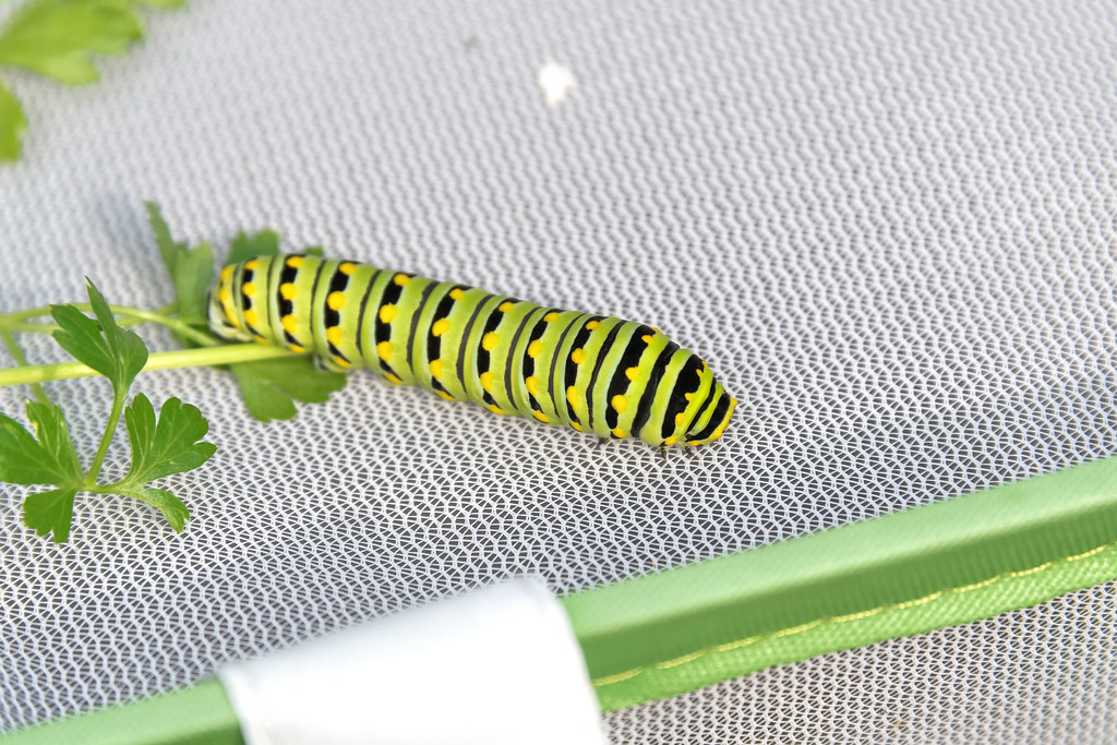 2021 Eastern Black Swallowtail Caterpillar (Papilio polyxenes) 44