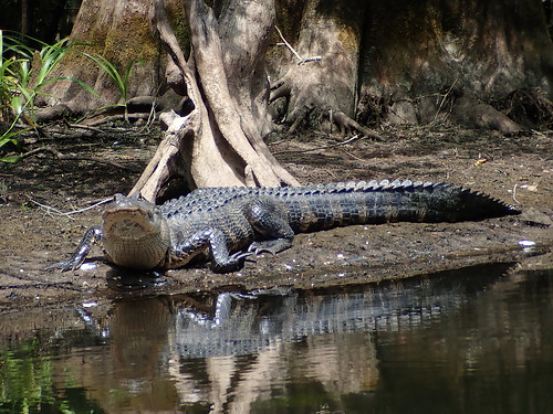 Gator Glare Alligator on the Hillsborough River just outside of Tampa        