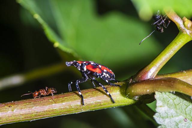 Insects_Late Nymph (Fourth Instar) Lantern Fly_David Stealey