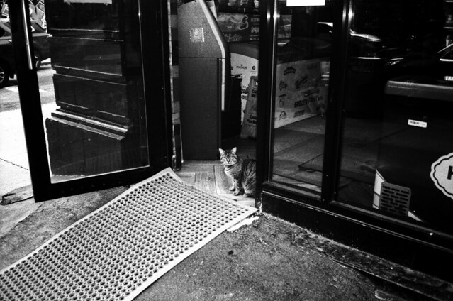 Bodega cat, Brooklyn