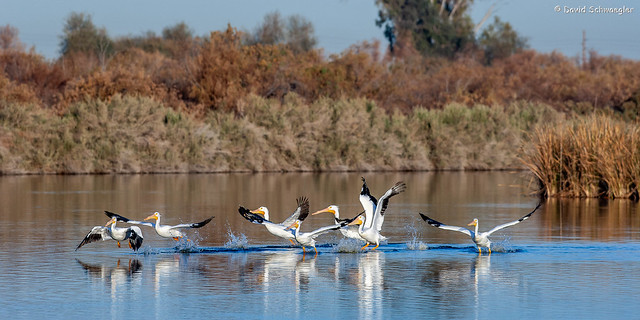 White Pelicans Taking Off