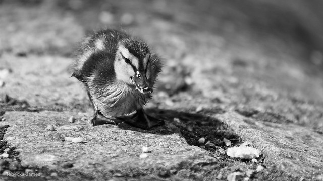 Mallard Duckling in Battersea Park